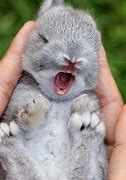 Image result for Super Cute Baby Girl Bunny