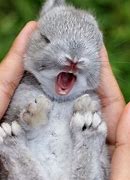 Image result for Fluffy Bunny
