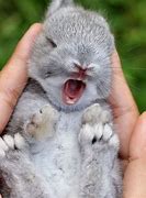 Image result for Cute Animal Wallpaper Rabbit