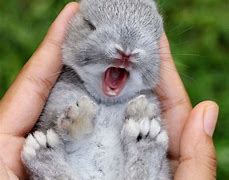 Image result for Cute Bunny Wallpaper iPhone