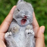 Image result for Baby Bunny Images