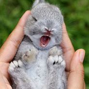 Image result for Newborn Baby Bunny