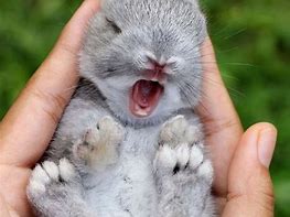 Image result for Cute and Funny Bunny Wallpaper