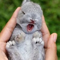 Image result for The Cutest Baby Bunnies in the World