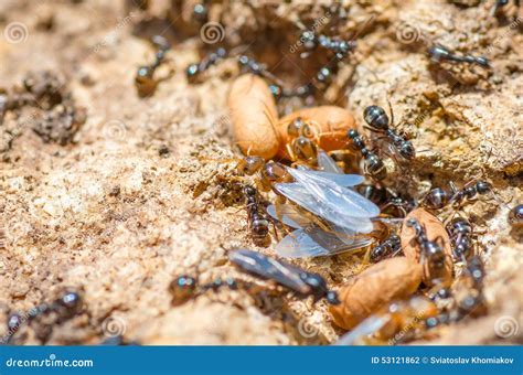 Redhead Queen Ant with Wings Leaves Spring Anthill. Stock Photo - Image ...
