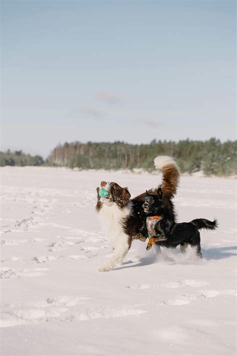 Dogs Playing 的图像结果