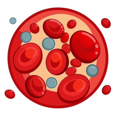 Human blood cells clip art and Vector Design With a White Background ...