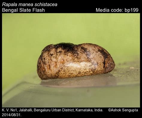 Rapala manea | Butterfly