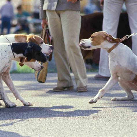 Dog Training for Reactive Dogs - The Realistic, Honest Guide to ...