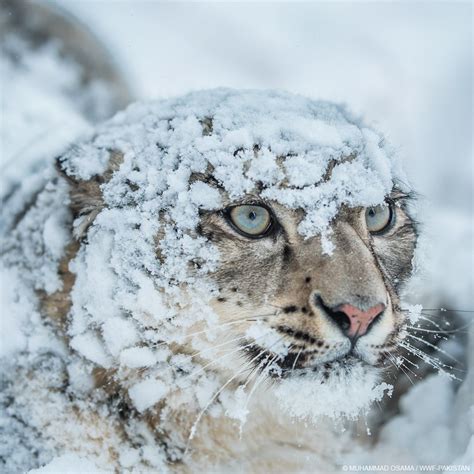 Snow Leopard Eyes Eye Catching Snow Leopard Painting By Barbara Keith