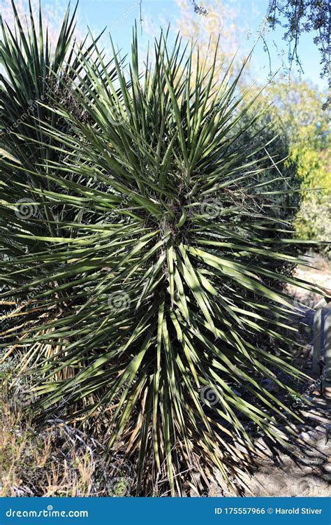 Spanish Dagger, Yucca Treculeana, Native To the Southeastern United ...