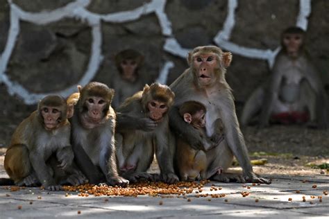 India’s Uttarakhand to sterilise 40,000 monkeys; 75000 castrated in 3 ...