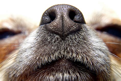What Are Dog Whiskers Used For