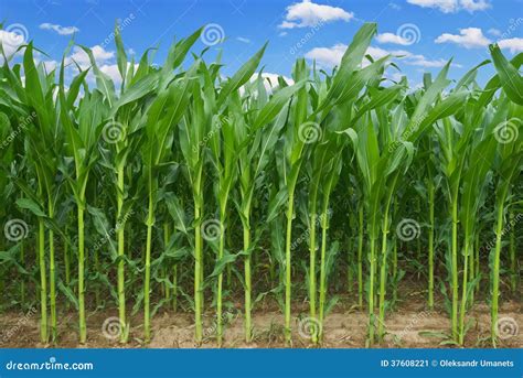 Stalks of Corn Against the Background of the Blue Sky Stock Image ...