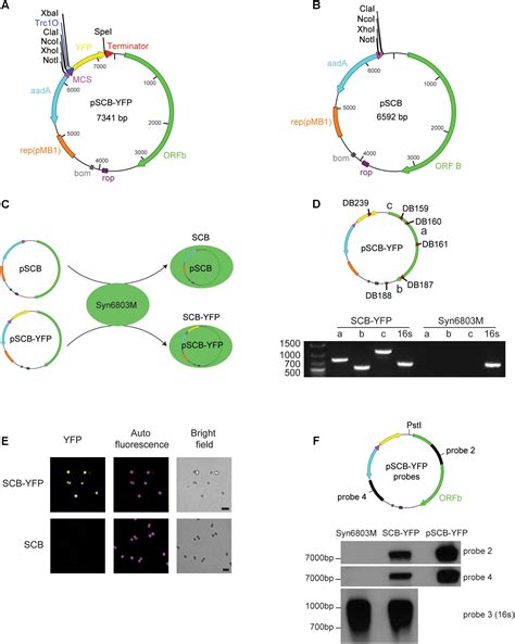 Image result for Shuttle Vector Applications