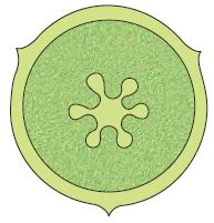 The type of placentation shown in the given diagram is