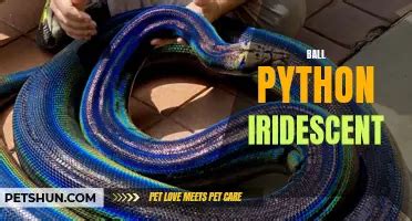 Image result for Red Spectrum Ball Python