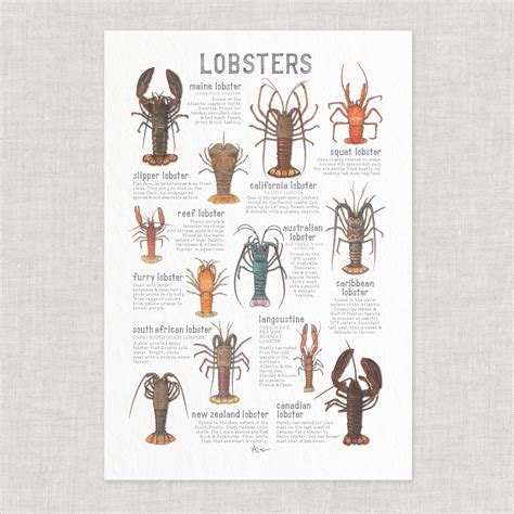Species Of Lobster