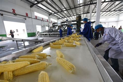 绥化市强势迈向全国鲜食玉米主产区_简讯_资讯_种业商务网