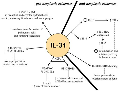 IL-31: State of the Art for an Inflammation-Oriented Interleukin