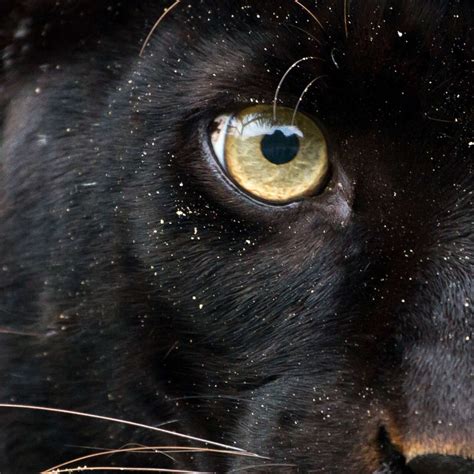 Black Panther Eye Wall Art | Photography