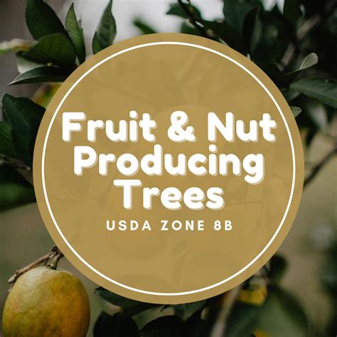 Fruit- and Nut-Producing Trees for USDA Hardiness Zone 8B - HubPages