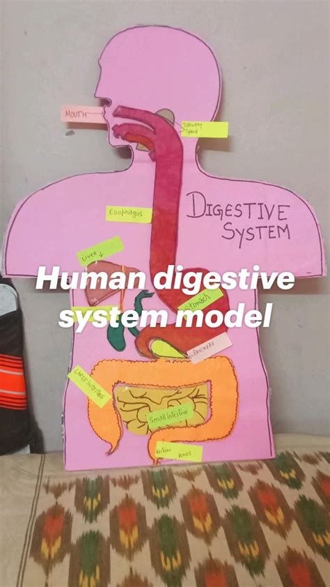 How to Make Digestive System Model 的图像结果