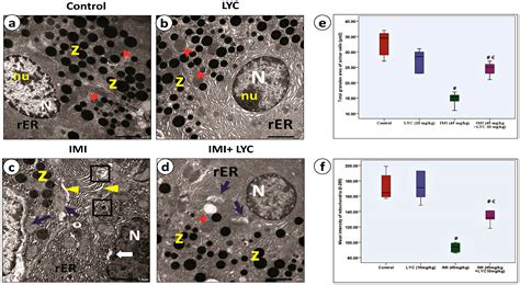 Role of IRE1α/XBP1/CHOP/NLRP3 Signalling Pathway in Neonicotinoid ...