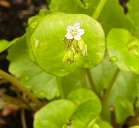 Miner’s Lettuce Season is Here. Where to Find It and How to Enjoy It