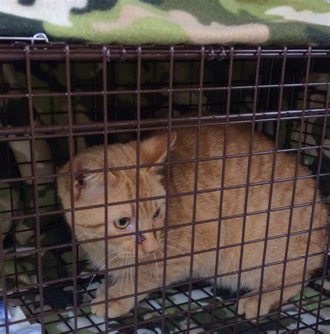 Independent Cat Society