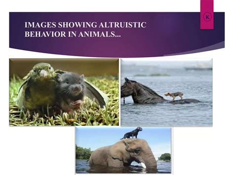 Altruism in animals and its type | PPTX