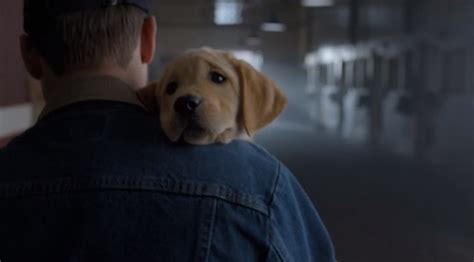 Budweiser Dog Commercial 的图像结果