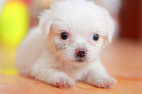 可爱的白色小狗高清图片下载-正版图片500095801-摄图网