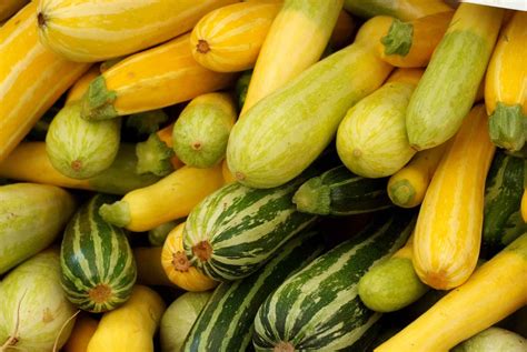 Types Of Green Squash