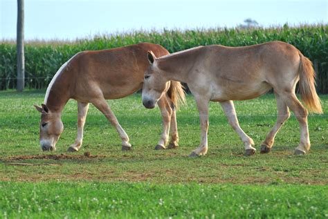 Urban Wildlife Guide: Amish Mules