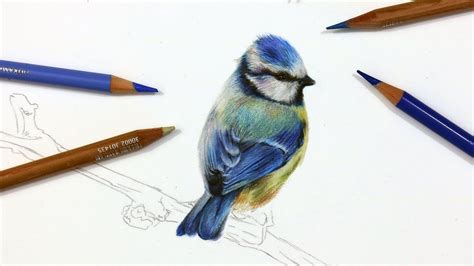 Image result for Colored Pencil Realistic Drawing Tutorial