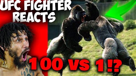 Image result for Gorilla Vs Python Fight