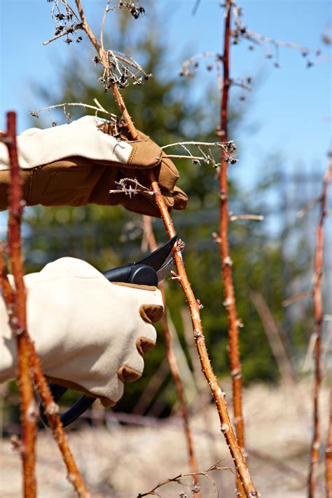 Image result for Raspberry Pruning Basics