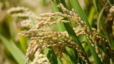 中国科研人员揭示水稻基因组中的“隐藏”变异_凤凰网