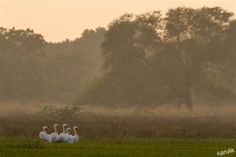 Bird Photography Tour Workshop 2026 - Bharatpur