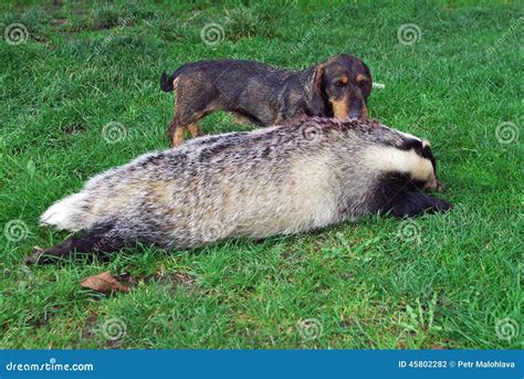 Hunting Dogs Dachshunds at Juan Borger blog