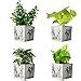 Buy Sansar Nursery Live Combo of Good Luck Air Purifying Live Money ...