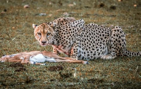 Wallpaper nature, Cheetah, hunting for mobile and desktop, section ...