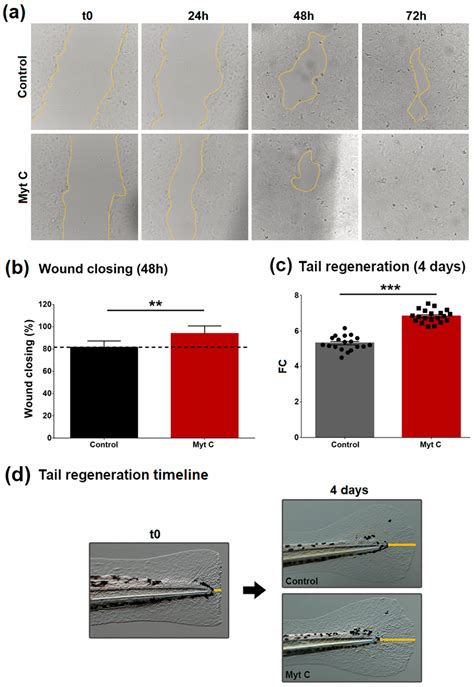 Transcriptomic Analysis Reveals the Wound Healing Activity of Mussel ...
