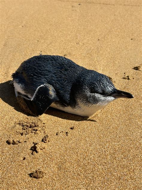 Penguins | Wildlife Victoria