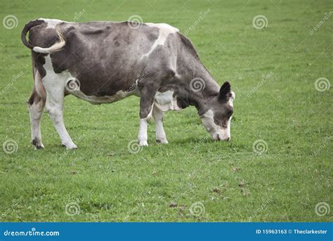 Cow grazing in field stock image. Image of barn, bull - 15963163