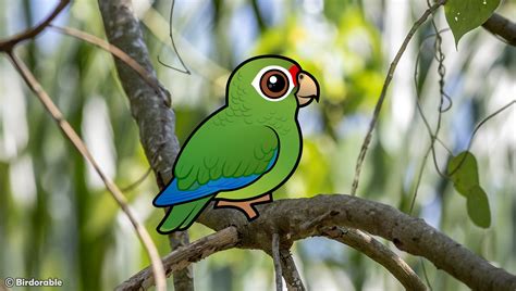Puerto Rico’s Feathered Treasures: The Island's Endemic Birds