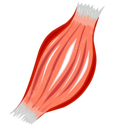 Muscle Tissue Clip Art at Georgia Ramsey blog