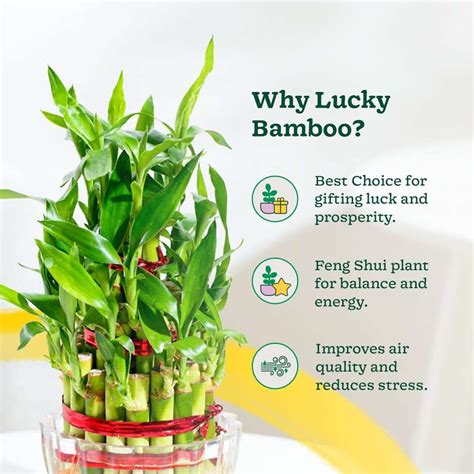 UGAOO Three Layer Bamboo Plant Price in India - Buy UGAOO Three Layer ...