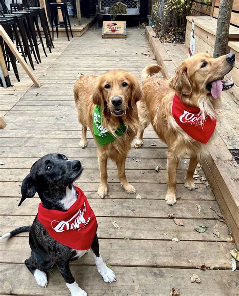 Cody’s and K-9 University Host Doggie Luau Paw-ty | Chicago Food Magazine